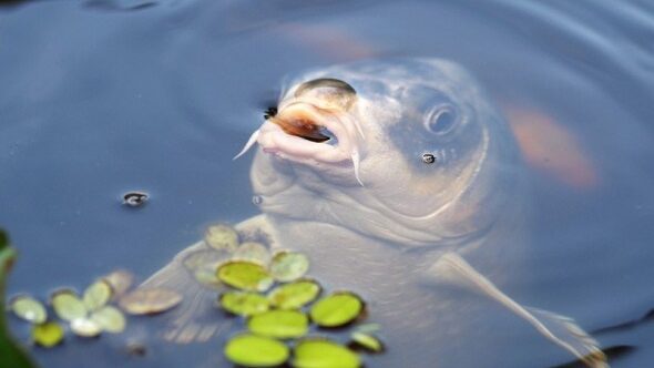 Гранти для ветеранів на тваринництво