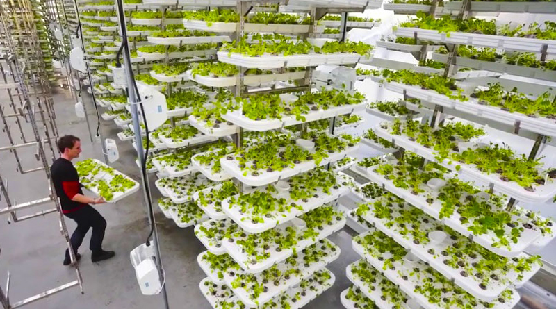 Гранти для ветеранів на ОСГ